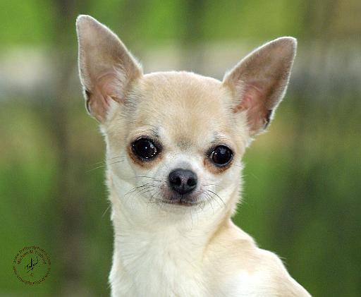Chihuahua  9P93D-123.JPG